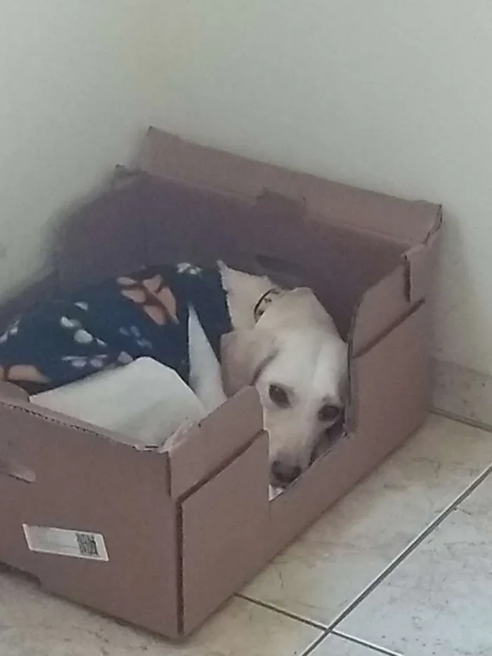 Cachorro ra a Vira lata idade 1 ano nome Belinha