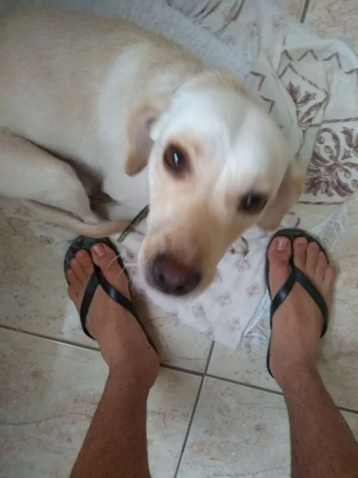 Cachorro ra a Vira lata idade 1 ano nome Belinha