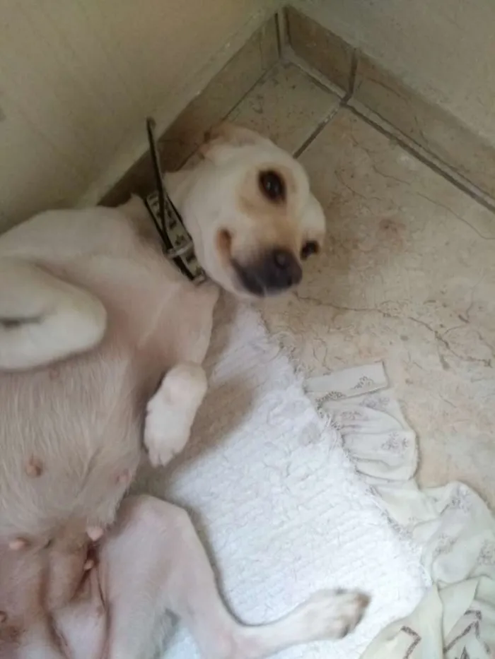 Cachorro ra a Vira lata idade 1 ano nome Belinha