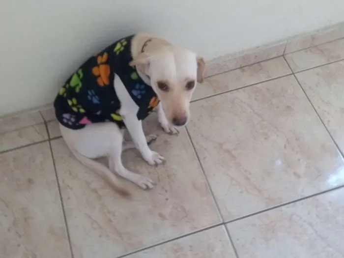 Cachorro ra a Vira lata idade 1 ano nome Belinha