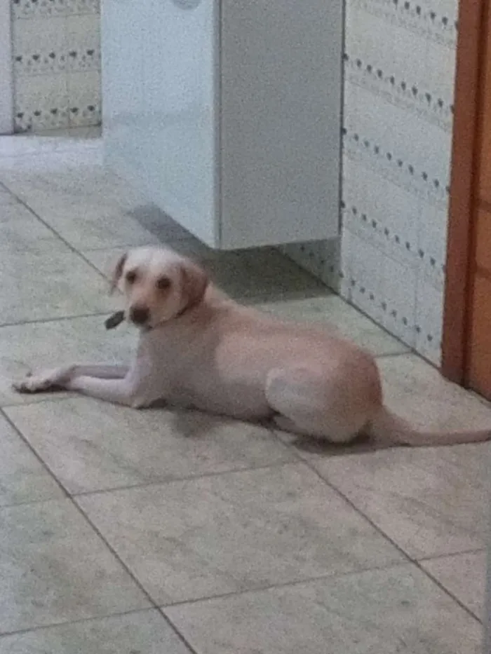 Cachorro ra a Vira lata idade 1 ano nome Belinha