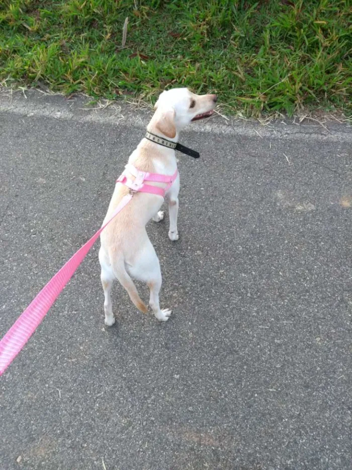 Cachorro ra a Vira lata idade 1 ano nome Belinha