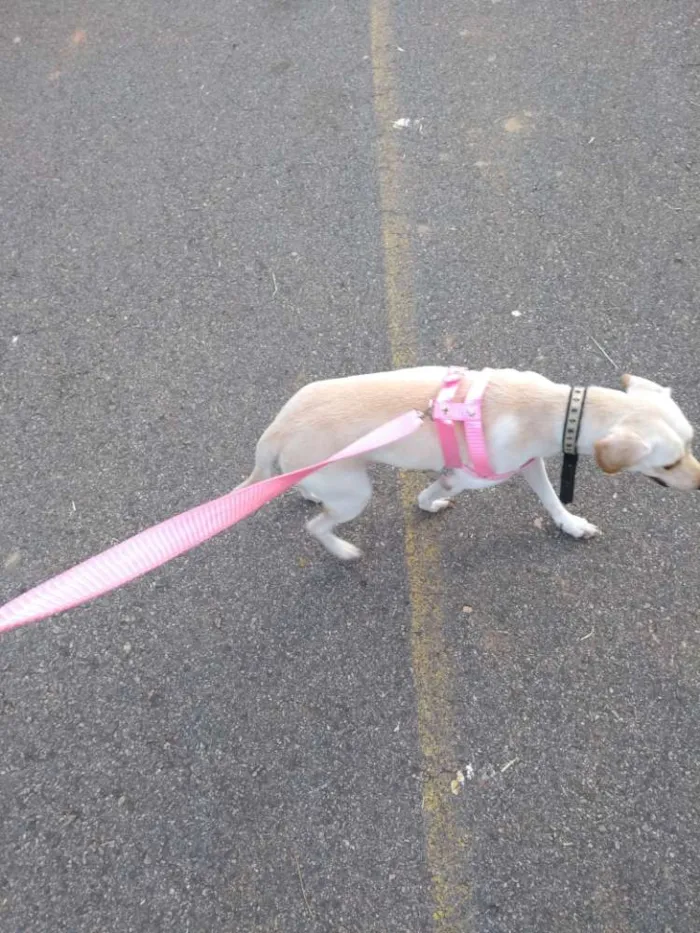 Cachorro ra a Vira lata idade 1 ano nome Belinha