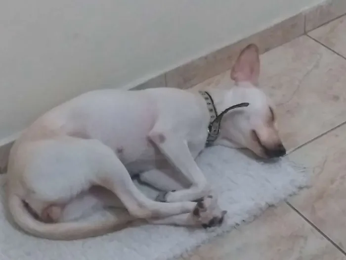 Cachorro ra a Vira lata idade 1 ano nome Belinha