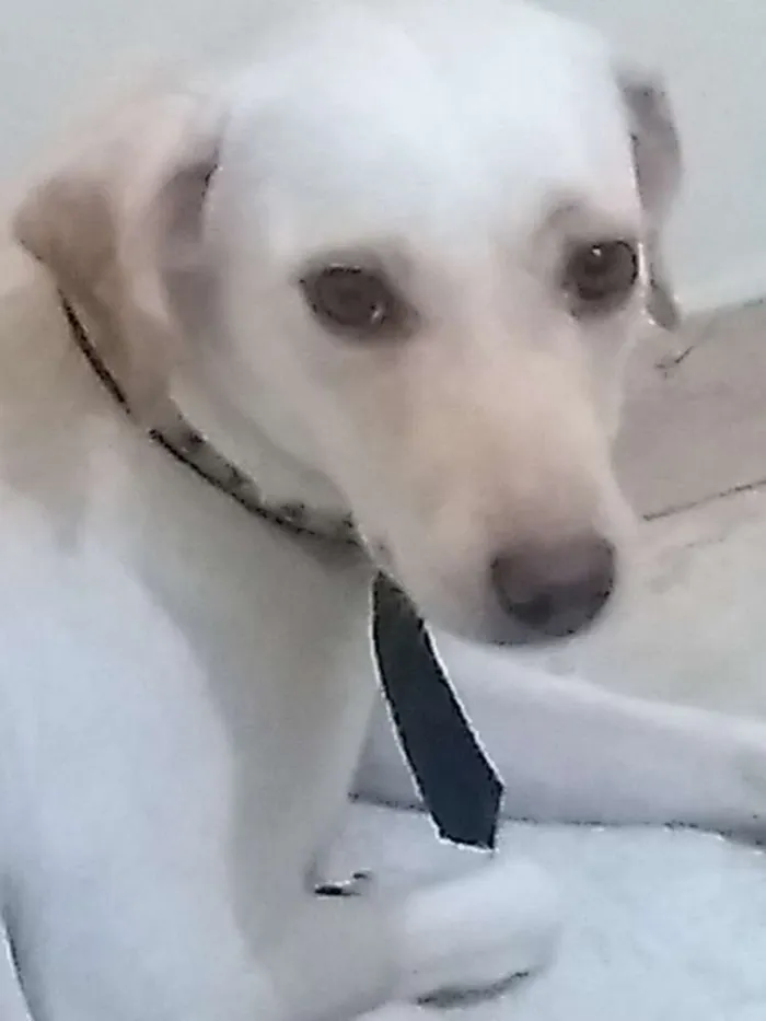 Cachorro ra a Vira lata idade 1 ano nome Belinha