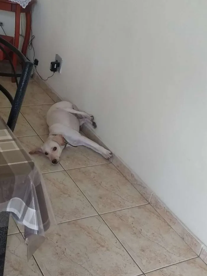 Cachorro ra a Vira lata idade 1 ano nome Belinha