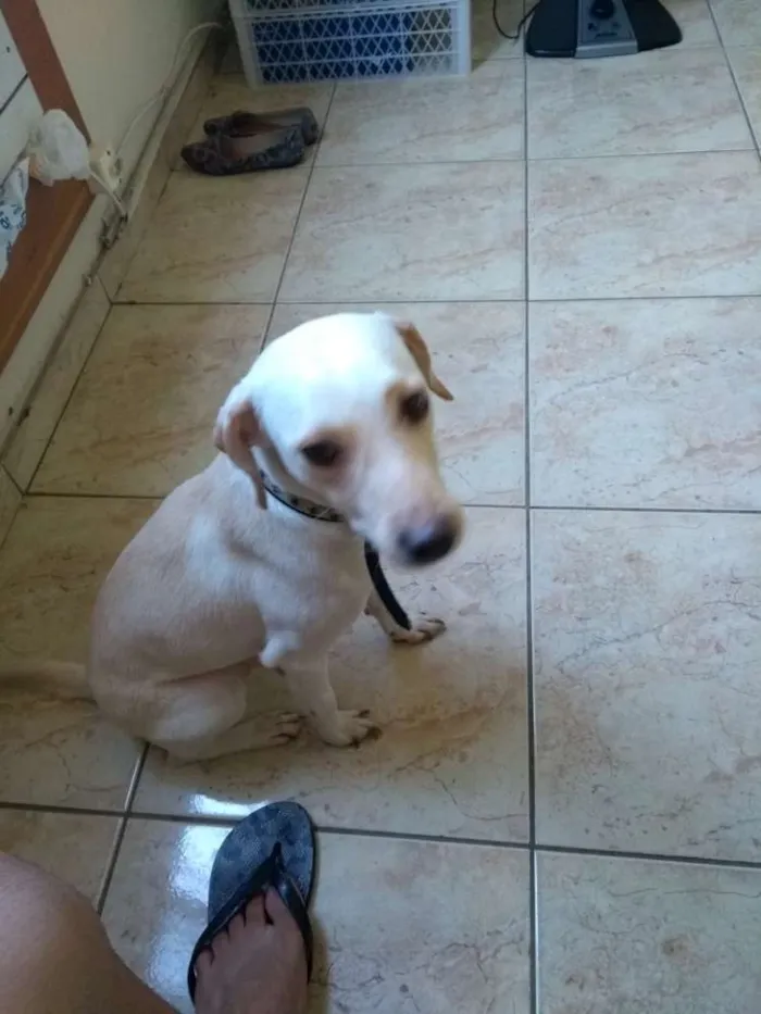 Cachorro ra a Vira lata idade 1 ano nome Belinha