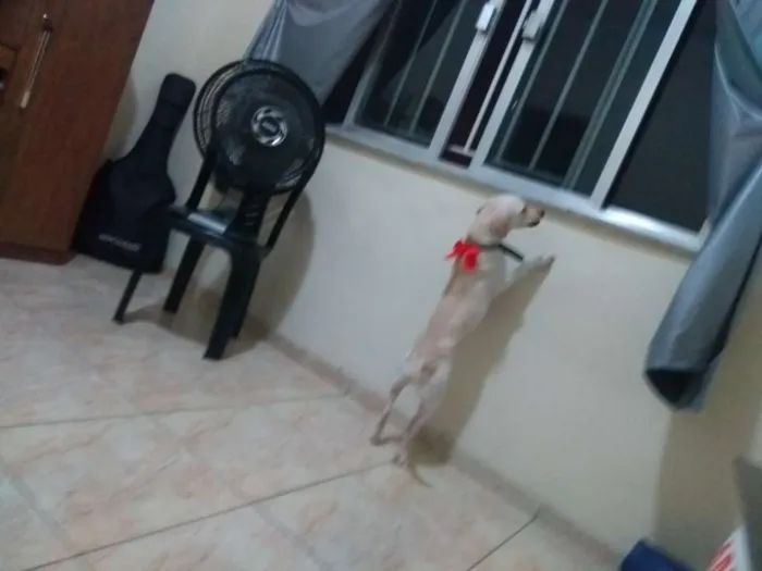 Cachorro ra a Vira lata idade 1 ano nome Belinha