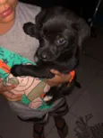 pequeno