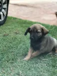 pequeno
