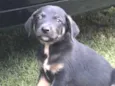 pequeno