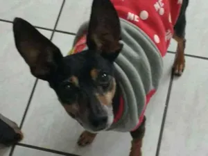 Cachorro raça Pinscher idade 6 ou mais anos nome Jimmy (ZN/SP) - 7 an