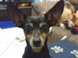 Jimmy - 6/7 anos -ZN