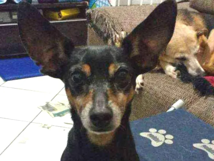 Cachorro ra a Pinscher idade 6 ou mais anos nome Jimmy - 6/7 anos -ZN