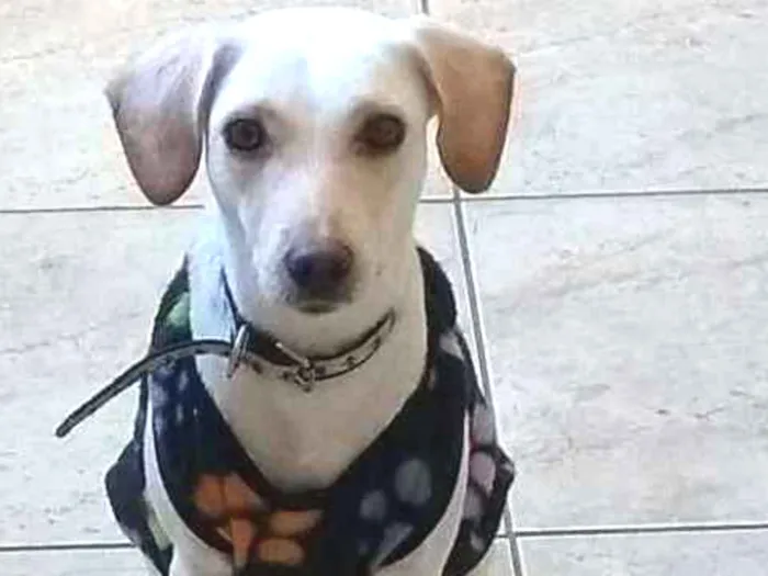 Cachorro ra a Vira lata idade 1 ano nome Belinha