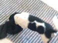 Não tem