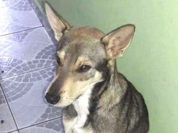 Cachorro ra a Vira-Lata idade 1 ano nome Toddy