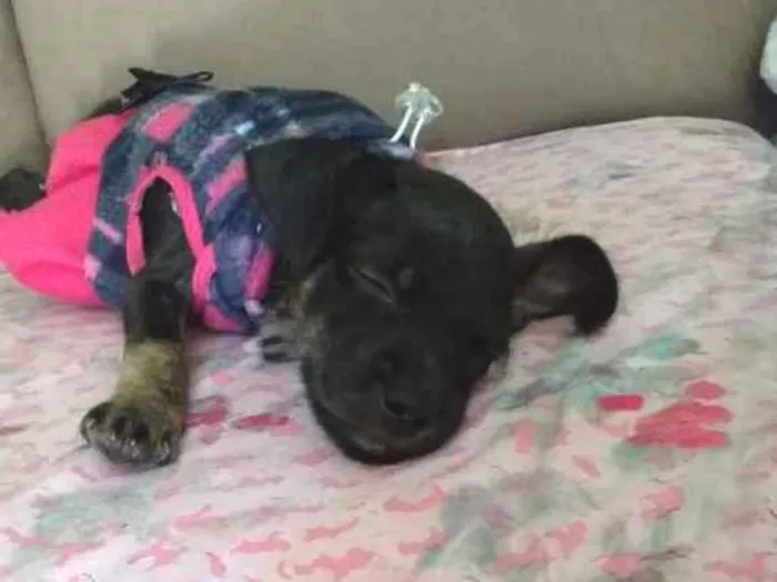 Cachorro ra a Pinscher+ SRD idade 2 a 6 meses nome Bella