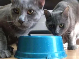 Gato raça SRD idade 7 a 11 meses nome Gatinhos Cinzas