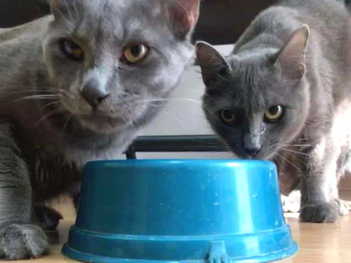 Gato ra a SRD idade 7 a 11 meses nome Gatinhos Cinzas