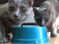 Gatinhos Cinzas