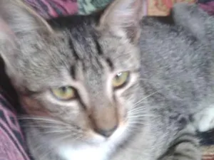 Gato raça Sem raça definida idade 2 a 6 meses nome Tom