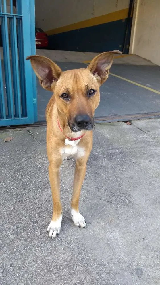 Cachorro ra a SRD idade 7 a 11 meses nome Oxxy
