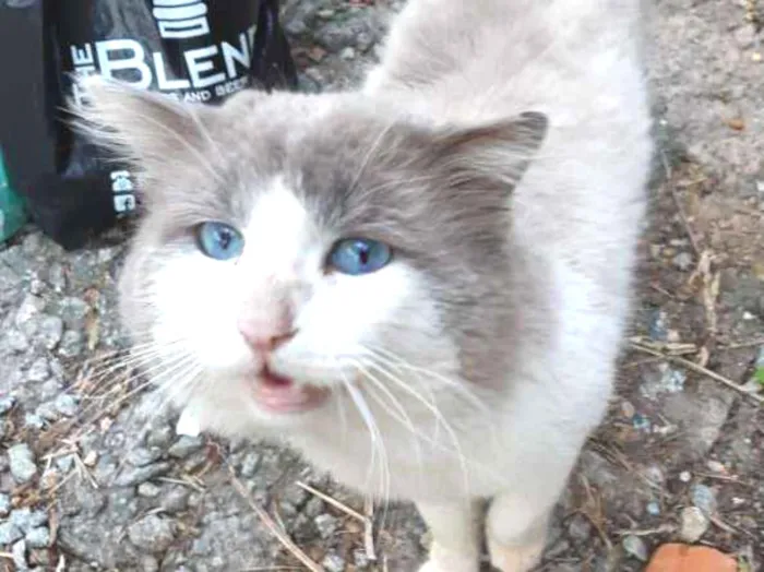 Gato ra a Sem raça definida idade 1 ano nome Sem nome