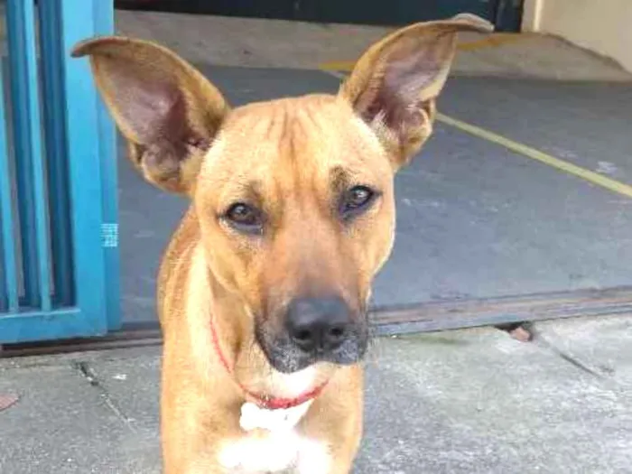 Cachorro ra a SRD idade 7 a 11 meses nome Oxxy