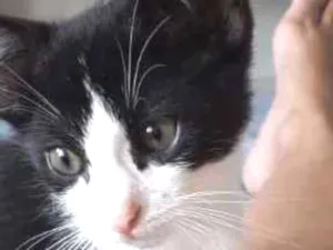 Gato raça  idade 2 a 6 meses nome Gatim