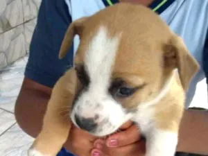 Cachorro raça SRD idade Abaixo de 2 meses nome Filhotes