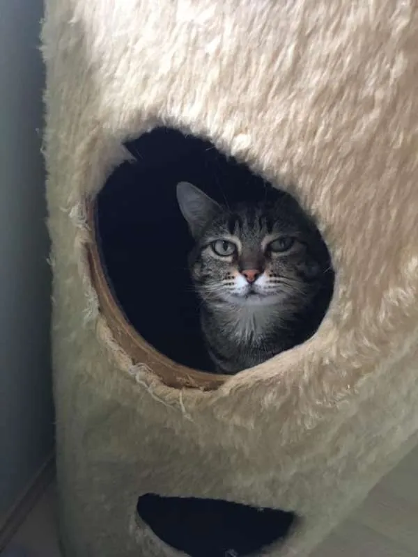 Gato ra a SRD idade 2 anos nome Fionna