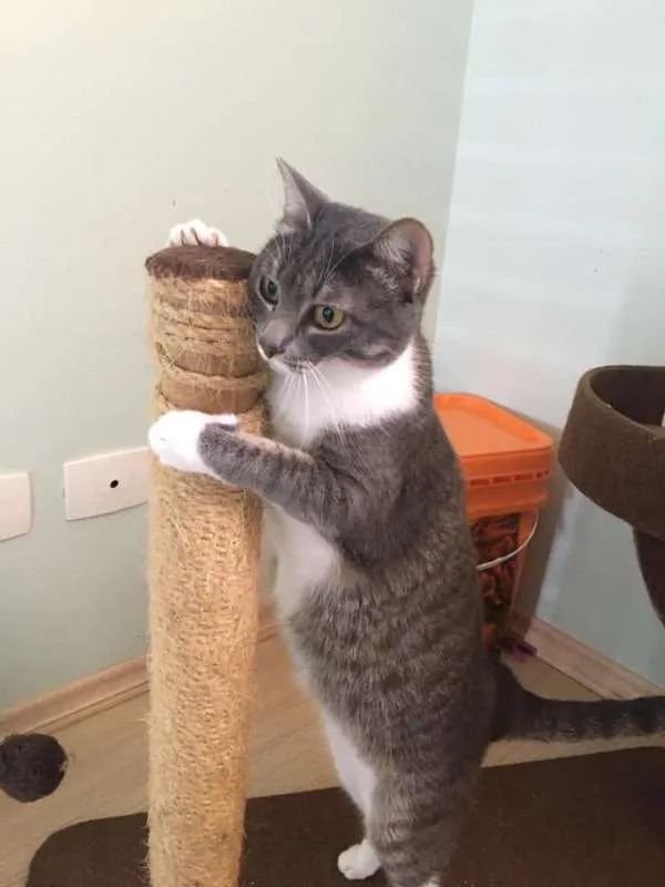 Gato ra a Srd idade 1 ano nome Nice