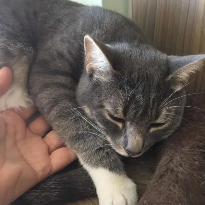 Gato ra a Srd idade 1 ano nome Nice