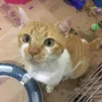 Romeo