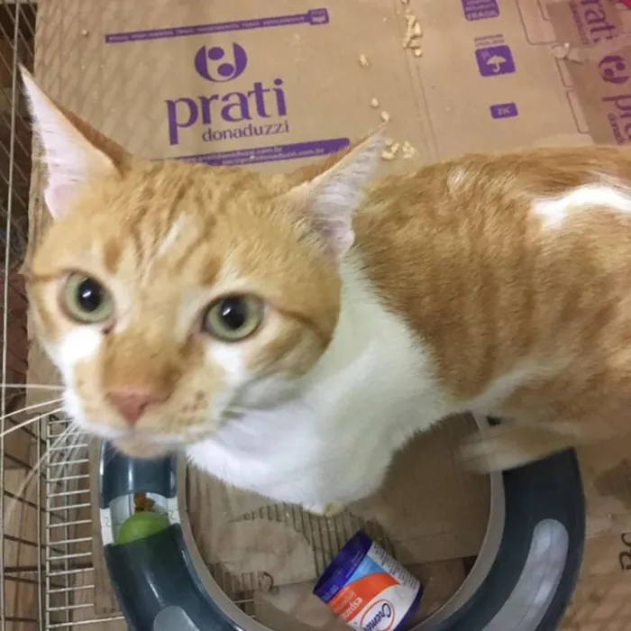 Gato ra a SRD idade 2 anos nome Romeo