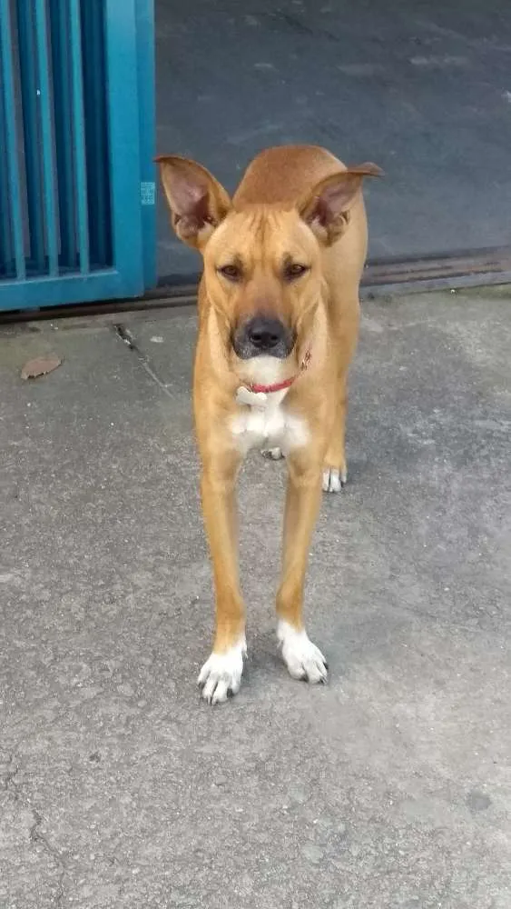 Cachorro ra a SRD idade 7 a 11 meses nome Oxxy