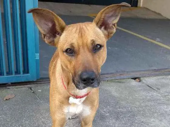 Cachorro ra a SRD idade 7 a 11 meses nome Oxxy