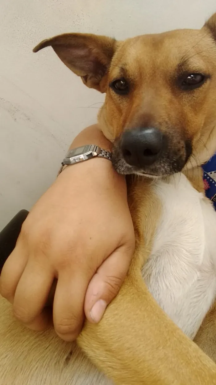 Cachorro ra a SRD idade 7 a 11 meses nome Oxxy