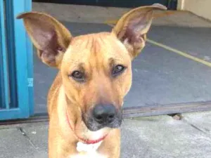 Cachorro raça SRD idade 7 a 11 meses nome Oxxy