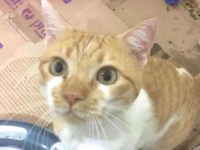 Gato ra a SRD idade 2 anos nome Romeo