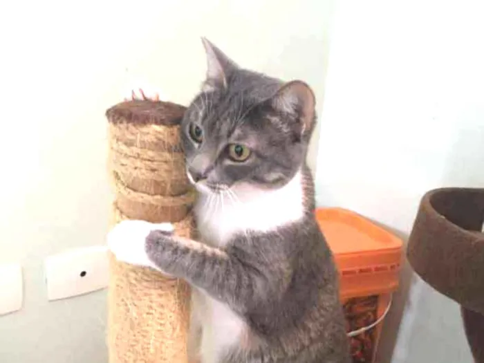 Gato ra a Srd idade 1 ano nome Nice
