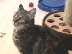 Gato raça SRD idade 2 anos nome Fionna