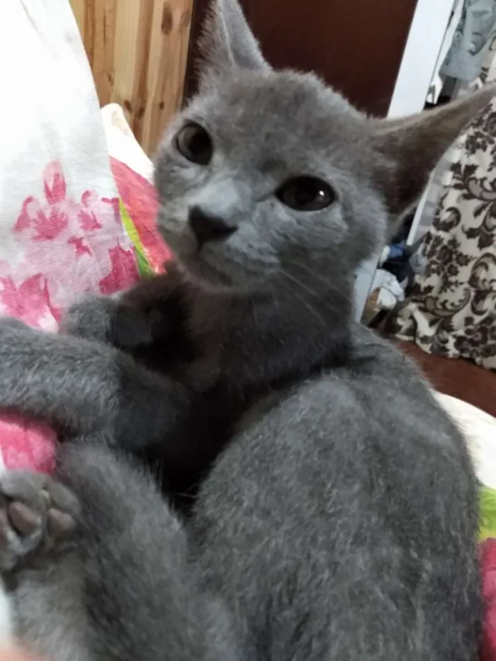 Gato ra a Sem raça idade 7 a 11 meses nome Cinzinha