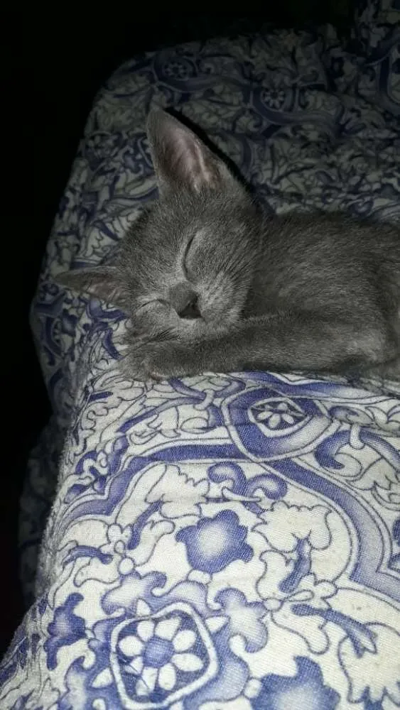 Gato ra a Sem raça idade 7 a 11 meses nome Cinzinha