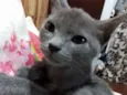 Cinzinha