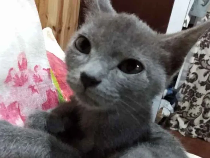 Gato ra a Sem raça idade 7 a 11 meses nome Cinzinha