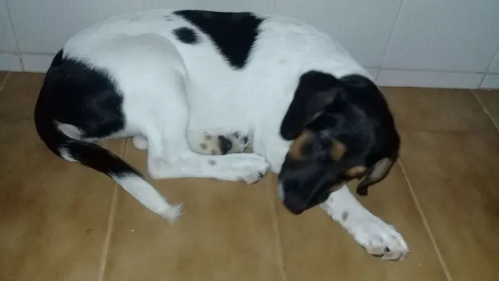 Cachorro raça Max de Labrador  idade 2 a 6 meses nome Iara