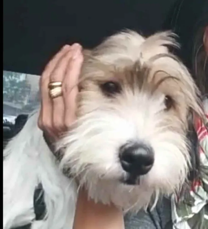 Cachorro ra a  idade 7 a 11 meses nome Dóris 