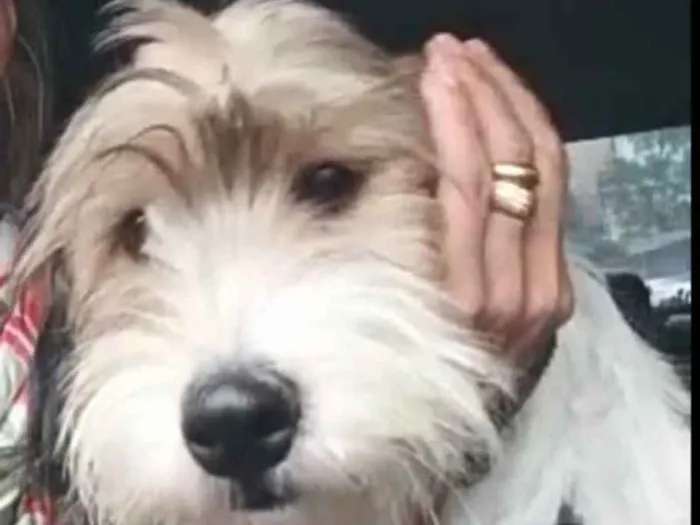 Cachorro ra a  idade 7 a 11 meses nome Dóris 